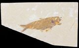 Fossil Fish (Knightia) - Wyoming #109991-1